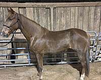 tennessee-walking-horse-for-sale