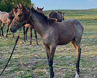 bay-roan-kentucky-mountain-filly