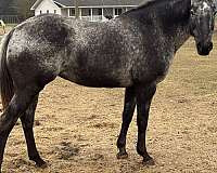 appaloosa-mare