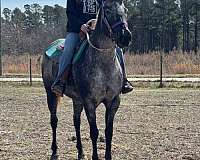 hot-appaloosa-horse