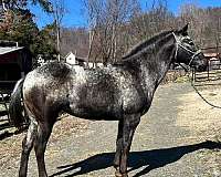 negotiable-appaloosa-horse