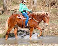 athletic-belgian-horse