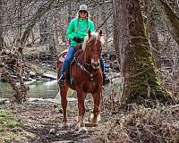 draft-belgian-horse