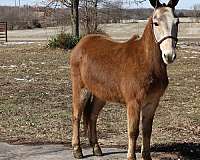 buckskin-spots-horse