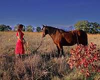 calf-roping-paint-horse