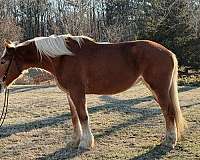 sorrel-belgian-mare