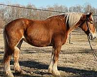 17-hand-belgian-mare