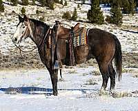 grey-blaze-socks-horse