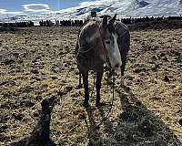 barrel-racing-quarter-horse