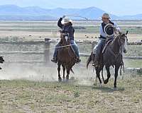 barrel-quarter-horse