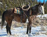 calf-roping-quarter-horse