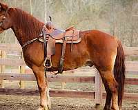 draft-quarter-horse