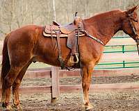 athletic-quarter-horse