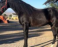 dressage-andalusian-horse