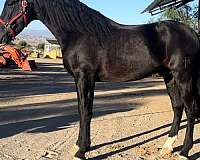 working-equitation-andalusian-horse