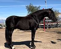 caballo-andalusian-horse