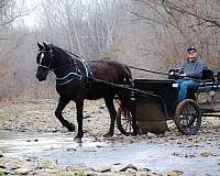 trail-rid-percheron-horse