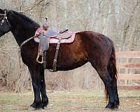 all-around-percheron-horse