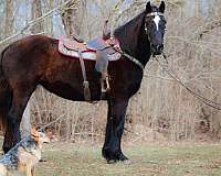 athletic-percheron-horse