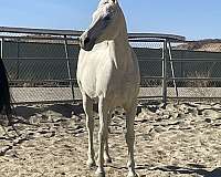 arabian-pony-for-sale