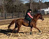 pleasure-show-thoroughbred-horse