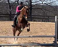 all-arounder-belgian-warmblood-horse