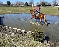 beginner-safe-belgian-warmblood-horse