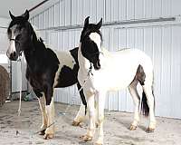 draft-gypsy-vanner-horse