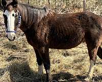 one-brown-spot-above-left-eye-in-blaze-horse