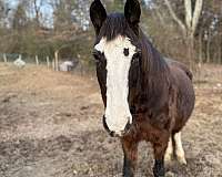 bay-large-white-blaze-horse