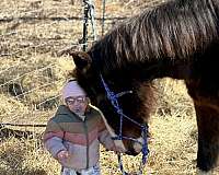 bay-one-brown-spot-above-left-eye-in-blaze-horse