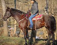 all-around-morgan-horse