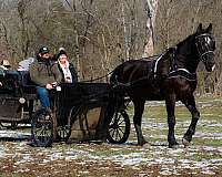 athletic-morgan-horse