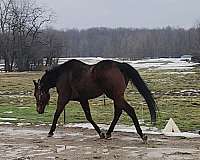 strait-thoroughbred-horse