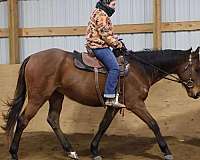 beginner-safe-quarter-horse