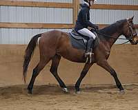 beginner-quarter-horse