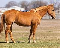 quarter-horse-palomino