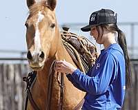 ranch-work-palomino-horse