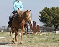 trail-palomino-horse