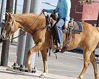 all-around-palomino-horse