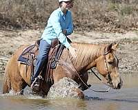 experienced-palomino-horse