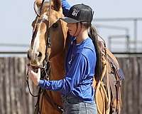 flashy-palomino-horse