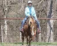 husband-safe-palomino-horse