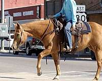 kid-safe-palomino-horse