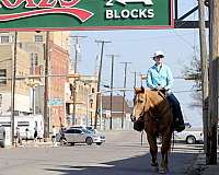 ranch-palomino-horse