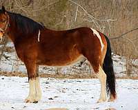 bay-tobiano-4-stockings-horse