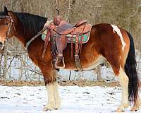 ranch-work-quarter-horse