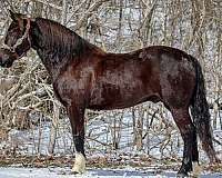 quarter-horse