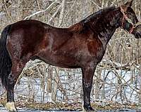 ranch-work-quarter-horse