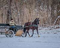 husband-safe-quarter-horse